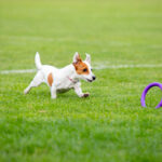 Unleash the Joy: How Artificial Grass for Dogs Creates a Tail-Wagging Paradise